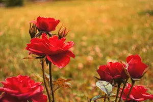 a group of red flowers jigsaw puzzle