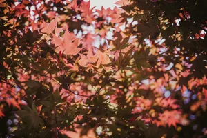 pink and brown maple leaves jigsaw puzzle