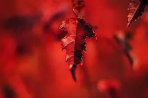 maple leaf jigsaw puzzle