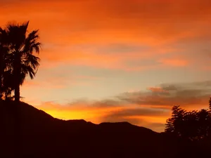 silhouette of palm tree during orange sunset jigsaw puzzle