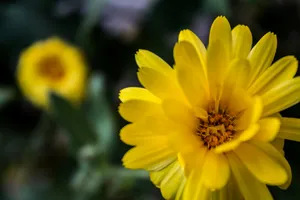 Bright yellow flowers bloom in the garden. jigsaw puzzle