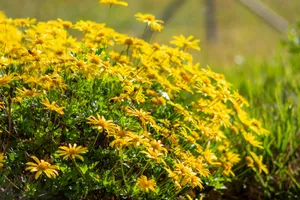 A bush of bright yellow daisies in sunlight. jigsaw puzzle