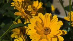 Close-up of vibrant yellow daisies blooming flowers jigsaw puzzle
