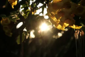 Sunlight shines through yellow flowers in garden. jigsaw puzzle