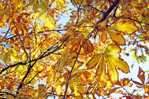 yellow and brown leaves on tree jigsaw puzzle