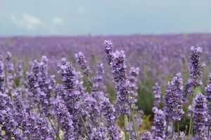 A field of lavender flowers with a blue sky in the background jigsaw puzzle