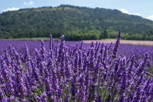 A field of purple flowers with a mountain in the background jigsaw puzzle