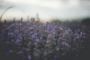 purple flower field during daytime jigsaw puzzle