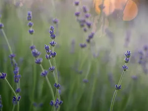 shallow focus photography of purple flowers jigsaw puzzle