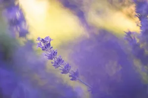 closeup photo of purple petaled flower jigsaw puzzle