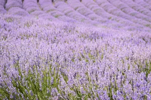 A field full of lavender flowers with trees in the background jigsaw puzzle