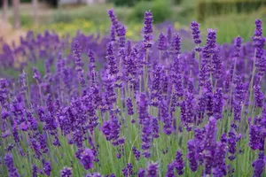 a field of purple flowers jigsaw puzzle