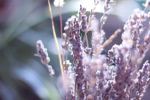 brown and white flower in macro lens jigsaw puzzle