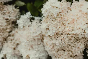 white hydrangeas in bloom jigsaw puzzle