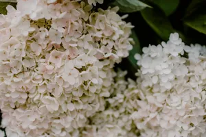 white hydrangeas in bloom jigsaw puzzle