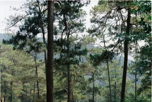 A serene view of pine trees in a lush Vietnamese forest, evoking tranquility. jigsaw puzzle