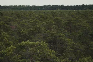 A dense pine forest captured from an aerial angle during summer, offering a lush green landscape. jigsaw puzzle