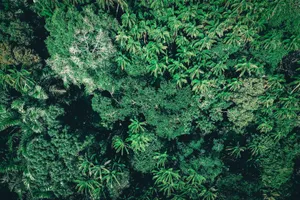 Drone view of overgrown trees covered with green foliage growing in exotic rainforest jigsaw puzzle