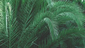 Close-up of vibrant green palm leaves creating a lush, tropical feel. jigsaw puzzle