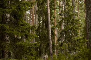 Tranquil view of towering evergreen trees in a lush forest setting. jigsaw puzzle