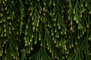 Detailed view of vibrant green cedar branches with cones. jigsaw puzzle
