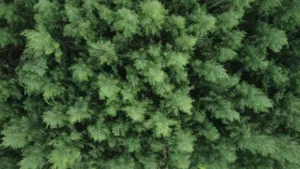 Drone shot capturing the lush green forest canopy in Mohanur, Tamil Nadu, India. jigsaw puzzle