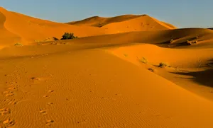 Vibrant orange sand dunes in the Sahara Desert illuminated by golden hour light. jigsaw puzzle