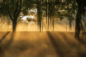 Serene landscape with golden sunlight filtering through mist and trees at dawn. jigsaw puzzle