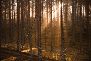 A serene forest scene with sunlight streaming through the trees, creating a calming glow. jigsaw puzzle
