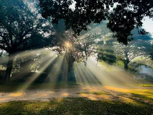 Captivating sunrays filter through trees in Bogura, creating a serene forest landscape. jigsaw puzzle