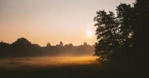 Golden sunlight and mist create a tranquil sunrise view over a rural field. jigsaw puzzle
