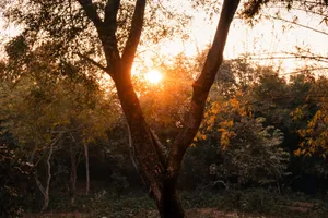 Captivating autumn sunset peeking through forest trees with a warm, serene ambiance. jigsaw puzzle