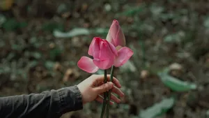 A close-up shot of a hand holding pink lotus flowers amidst a garden setting. jigsaw puzzle
