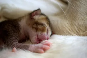 Adorable newborn kitten snuggled up with mother cat, portraying warmth and tenderness. jigsaw puzzle