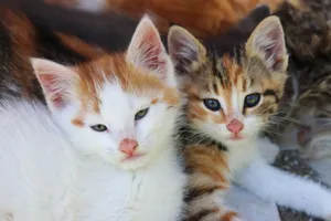 Two cute kittens with soft fur cuddling and resting together. jigsaw puzzle
