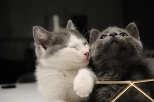 Two fluffy kittens cuddling affectionately, showcasing their charming bond. jigsaw puzzle