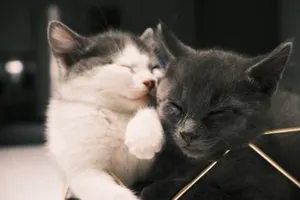 Two cozy kittens sleeping, capturing the essence of comfort and warmth. jigsaw puzzle