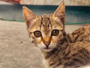 Adorable close-up of a tabby cat with striking eyes looking directly at the camera. jigsaw puzzle