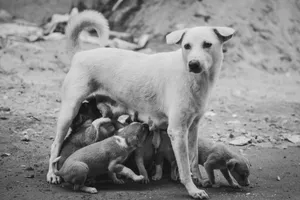 Black and white photograph of a mother dog nursing her litter of puppies outdoors. jigsaw puzzle