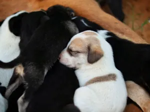 A group of cute puppies snuggling and sleeping together in a cozy pile outdoors. jigsaw puzzle