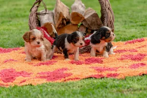 Three adorable puppies on a vibrant rug, next to a wicker basket outdoors. jigsaw puzzle