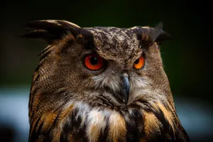 Intense close-up of a Eurasian Eagle-Owl showcasing its striking orange eyes and detailed plumage. jigsaw puzzle