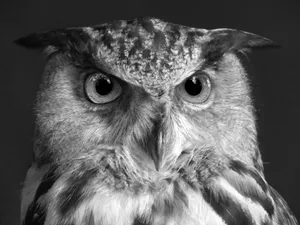 Black and white close-up photo of an owl in grayscale with intense gaze. jigsaw puzzle