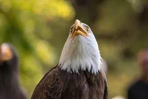 Close-up of a bald eagle looking upwards, captured in natural outdoor environment in Italy. jigsaw puzzle