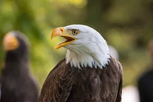Detailed close-up of a bald eagle with open beak, showcasing its striking plumage and keen gaze. jigsaw puzzle