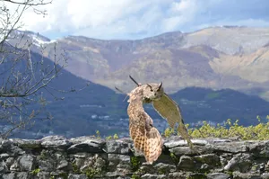 Majestic Eurasian Eagle-Owl flying over a rocky wall with mountains in Lérida, Spain. jigsaw puzzle