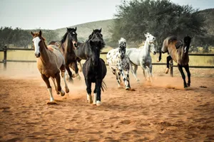 Dynamic shot of a herd of horses running in a dusty rural paddock at daytime. jigsaw puzzle