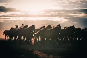 A herd of wild horses galloping during sunrise in a dusty field creating a dramatic scene. jigsaw puzzle