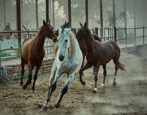 Three horses galloping energetically through a paddock, capturing motion and vitality. jigsaw puzzle