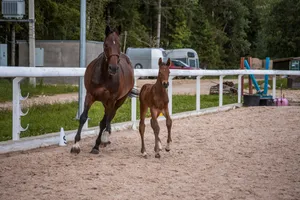 A brown mare and her foal walking together in an outdoor equestrian arena. jigsaw puzzle
